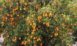 پیش‌بینی برداشت ۶۰ هزار تن نارنگی در میاندورود