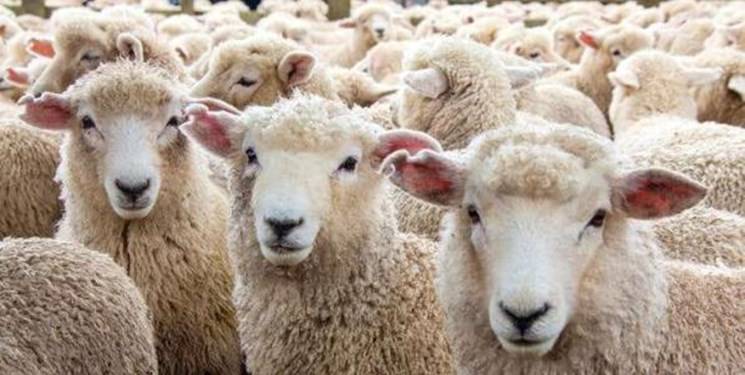 گوسفند زنده کیلویی ۵۷ هزار تومان در ایام محرم