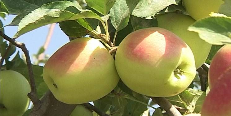 پیش‌بینی صادرات ۱۰۰۰ تُن سیب از آمل به خارج کشور