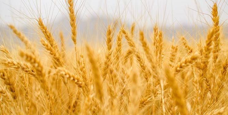 تولید ۱۵۰ هزارتن گندم در مازندران