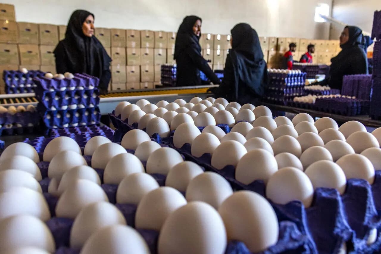تخم‌مرغ گران‌تر می‌شود؟ جزئیات پیشنهاد جدید اتحادیه مرغداران