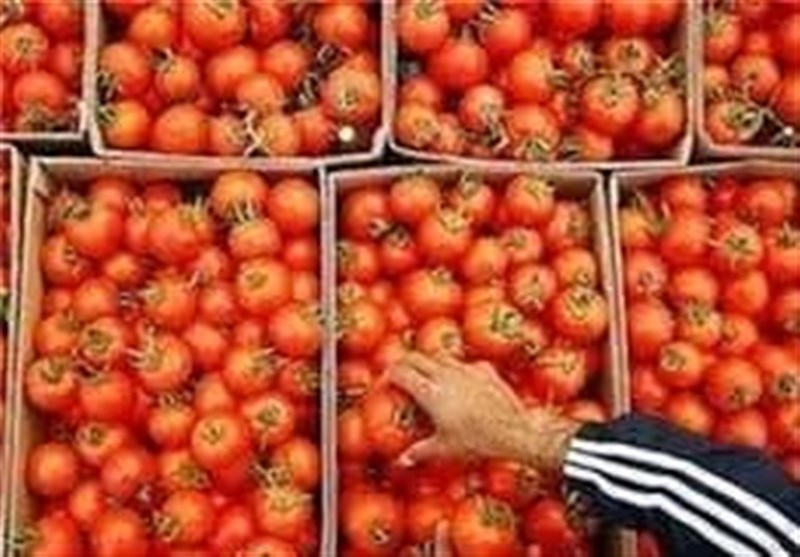صادرات گوجه تا پایان سال ممنوع شد