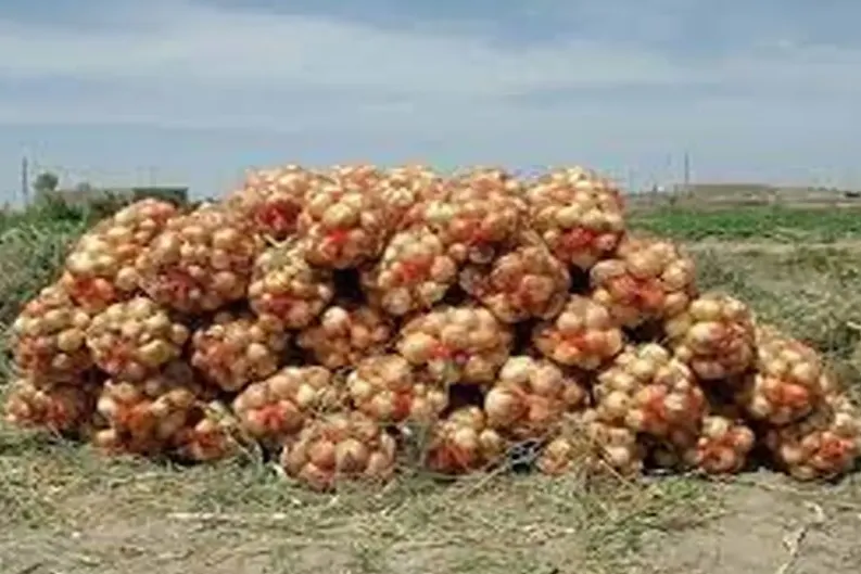 صادرات پیاز از مرز شلمچه تا اطلاع ثانوی ممنوع شد
